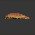 Giant Isopod With Brown Armored Exoskeleton And Many Legs On Dark Background