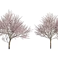 Six Beautiful Spring Trees With Delicate Pink Blossoms On White Background