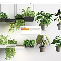Various Indoor Plants Hanging And On Shelves With Lush Green Leaves