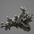 Modern Coral 3d model