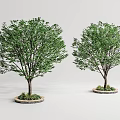 Two Green Arbor Trees With Brown Trunks Round Bases And Small Plants On Gray Background