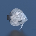 fish freshwater fish aquatic animal 3d model