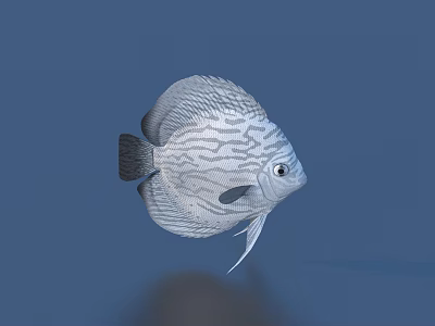 Discus Fish With Silver Stripes And Round Body In Blue Underwater Background 3d model