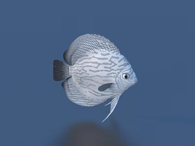 fish freshwater fish aquatic animal 3d model