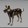 Realistic African Wild Dog 3D Model With Spotted Fur Large Ears And White Tail