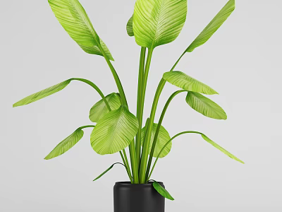 Green Leafy Potted Plant With Large Fresh Leaves In Black Pot For Indoor Use 3d model