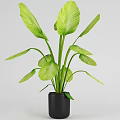 Green Leafy Potted Plant With Large Fresh Leaves In Black Pot For Indoor Use