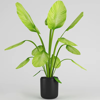 Green Leafy Potted Plant With Large Fresh Leaves In Black Pot For Indoor Use 3d model