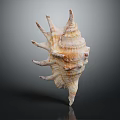 Spiky Conch Marine Animal With Spiral Shell On Dark Reflective Background