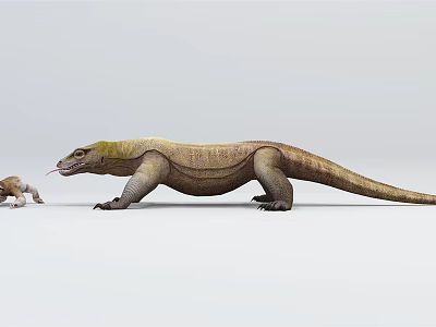 Komodo Dragon Reptile Adult and Juvenile Standing on White Background 3d model