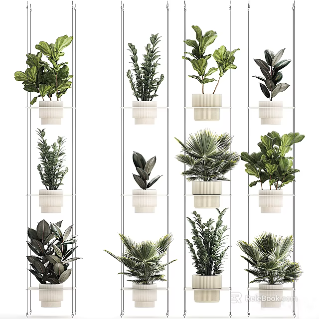Various Indoor Bonsai Potted Plants in White Ceramic Planters on Wall Mounted Shelves 3d model 