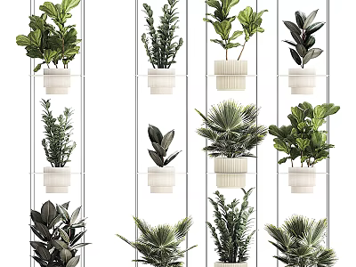 Various Indoor Bonsai Potted Plants in White Ceramic Planters on Wall Mounted Shelves 3d model