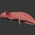 Unique Pink Axolotl Aquatic Animal With Red Feathery Gills Smooth Body And Limbs