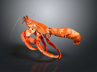 Red Lobster With Curved Claws And Long Antennae On Dark Background 3d model