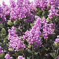 Blooming Arbor With Purple Flowers Lush Green Leaves And Brown Trunks