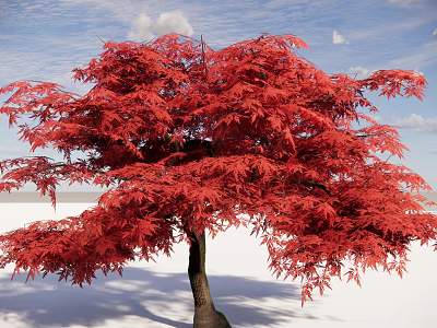Red Leaf Tree With Vibrant Foliage Against Blue Sky And White Clouds 3d model