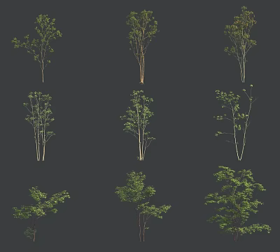 Diverse Tree Varieties with Green Leaves and Light Trunks Grid Display Dark Background 3d model