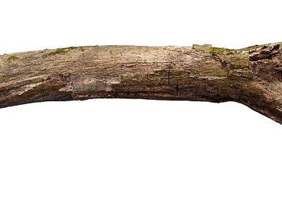 Natural Weathered Stone Wood Log with Rough Surface and Green Moss Growth 3d model