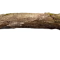 Natural Weathered Stone Wood Log with Rough Surface and Green Moss Growth