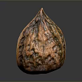 Single Whole Brown Walnut With Natural Textured Shell And Smooth Reflection 3d model