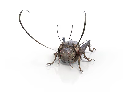 Dark Brown Cricket with Long Antennae and Detailed Body Structure on White Background 3d model