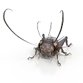 Dark Brown Cricket with Long Antennae and Detailed Body Structure on White Background