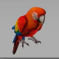 Red Parrot With Colorful Red Yellow Blue Feathers And White Beak On Gray Background