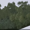 Lush Natural Plant Combination Featuring Diverse Tree Species In Forest Setting