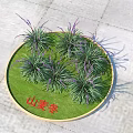 Liriope Spicata Plants In Circular Lawn Area With Green Grass And Purple Flower Spikes