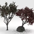 Two Ornamental Trees With Green And Red Leaves And Rock In Garden With Fallen Leaves