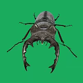 Large Stag Beetle With Prominent Mandibles On Green Screen Background Displaying Intricate Exoskeleton Details