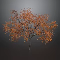 Autumn Tree With Vibrant Orange Leaves Lush Branches And Slender Trunk 3d model