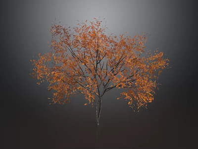 Autumn Tree With Vibrant Orange Leaves Lush Branches And Slender Trunk 3d model