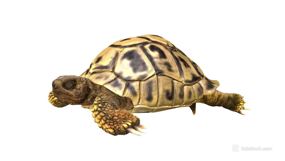 Reptile Tortoise With Brown And Yellow Patterned Shell And Scaly Legs Crawling 3d model 