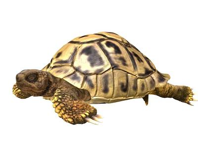 Reptile Tortoise With Brown And Yellow Patterned Shell And Scaly Legs Crawling 3d model