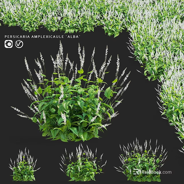 Persicaria Amplexicaulis Alba Garden Plant with Green Leaves and White Spikes for Decorative Landscaping Accents 3d model 