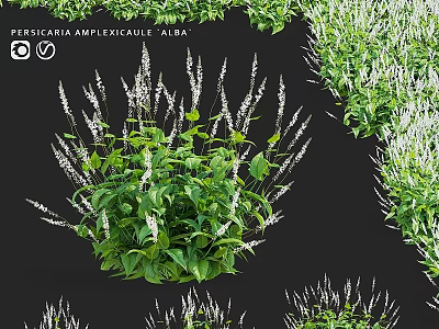 Persicaria Amplexicaulis Alba Garden Plant with Green Leaves and White Spikes for Decorative Landscaping Accents 3d model