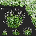 Persicaria Amplexicaulis Alba Garden Plant with Green Leaves and White Spikes for Decorative Landscaping Accents