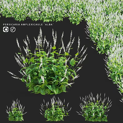 Persicaria Amplexicaulis Alba Garden Plant with Green Leaves and White Spikes for Decorative Landscaping Accents 3d model