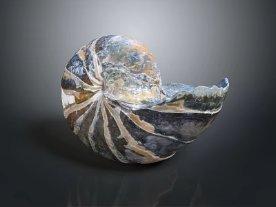Natural Spiral Shape Decorative Ornament Combination With Gray White Brown Textures For Home Decor 3d model