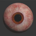 Realistic Human Eye Organ Model With Visible Blood Vessels Brown Iris And Pupil Reflection