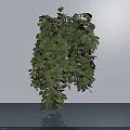 Bonsai Potted Plant with Lush Green Leaves and Hanging Branches on Light Colored Floor