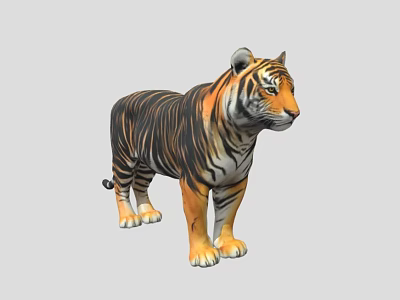 Tiger Tiger Siberian Tiger Northeast Tiger Beast Beast Zoo 3d model