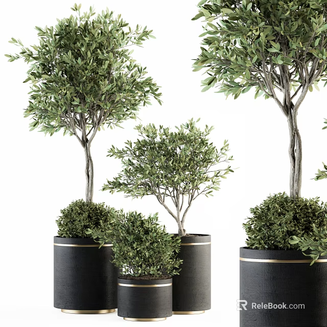 Lush Green Olive Bonsai Potted Plants With Different Sizes Black Pots And Gold Trim 3d model 