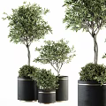 Lush Green Olive Bonsai Potted Plants With Different Sizes Black Pots And Gold Trim