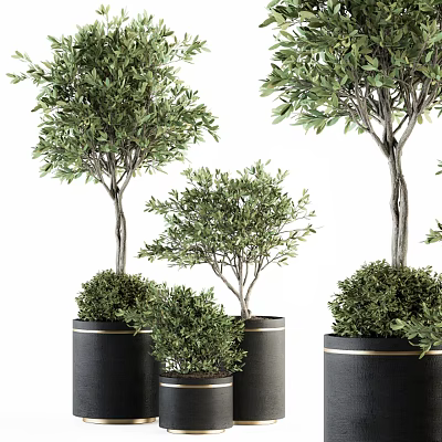 Lush Green Olive Bonsai Potted Plants With Different Sizes Black Pots And Gold Trim 3d model
