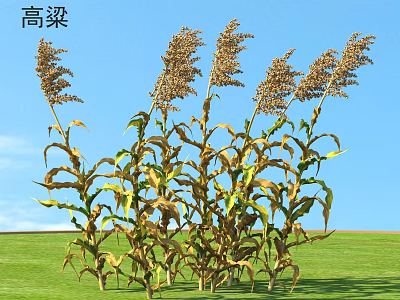 Sorghum Plants Growing In Green Field Under Blue Sky With Mature Panicles 3d model