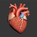 Realistic Human Heart Organ 3D Model With Detailed Blood Vessels And Anatomical Structure