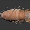 Light Brown Isopod Featuring Segmented Body Long Antennae And Multiple Legs On Dark Background 3d model