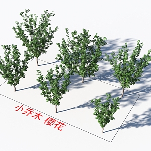 Small Trees Cherry Blossom Plants 3d model